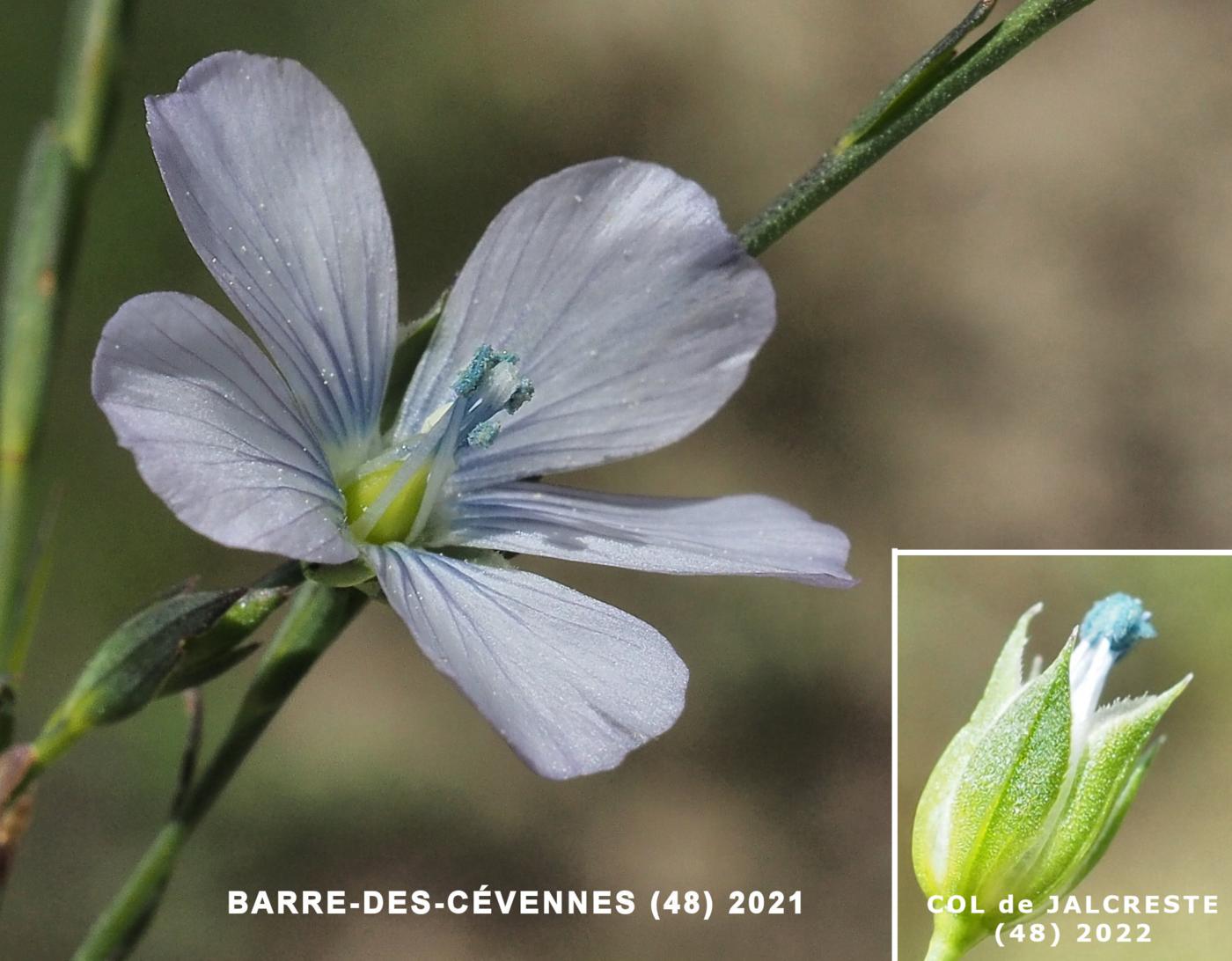 Flax, Pale flower